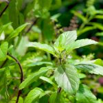 What is Tulsi ? Its Uses, Side Effects, Interactions, Dosage and advantages