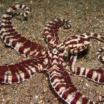 567_my_experience_with_a_mimic_octopus