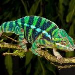 rainbow-panther-chameleon-fucifer-pardalis-native-to-madagascar_u-l-ph9ow80