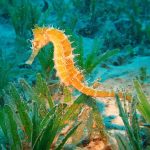 seahorse-underwater-swim-wallpaper-preview