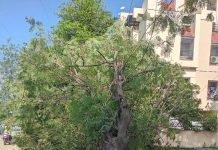 निगडी प्राधिकरणात हरित सेतू कामात झाड कोसळले; नागरिक आणि माजी नगरसेवकांमध्ये संतप्त प्रतिक्रिया