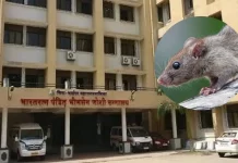 मुंबईत धक्कादायक प्रकार! ICU मधील महिलेचा हात उंदराने कुरतडला;आरोग्यव्यस्थेवर प्रश्नचिन्ह