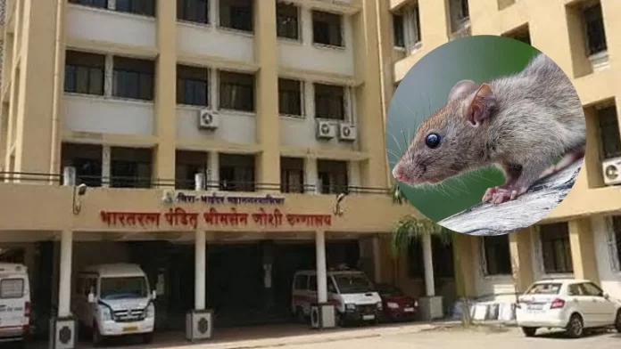 Rat-bite-women-in-ICU-